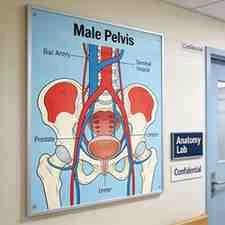 Anatomy
